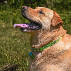 collier + médaille pour chiens