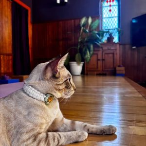 collier + médaille pour chats